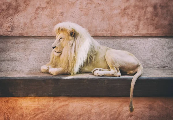 Wild lion posing in the zoo. Animals in captivity