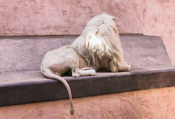 Leone selvatico che posa allo zoo. Animali in cattività — Foto Stock