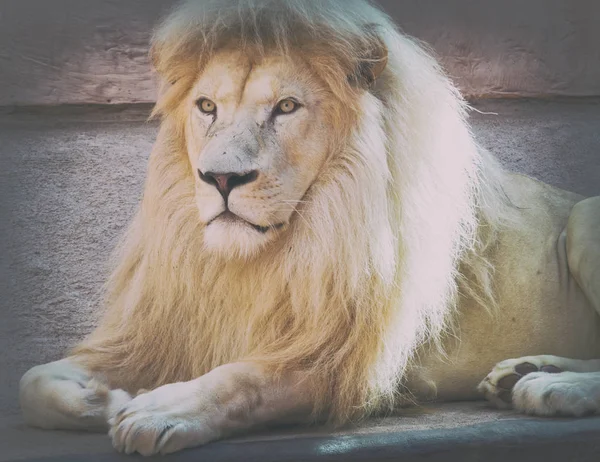 Wild lion posing in the zoo. Animals in captivity — Stock Photo, Image