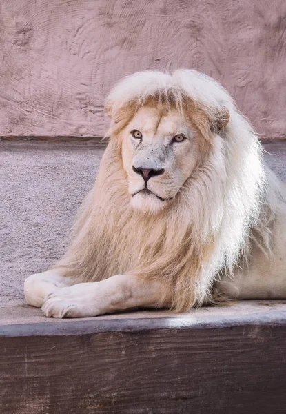 Wild lion posing in the zoo. Animals in captivity