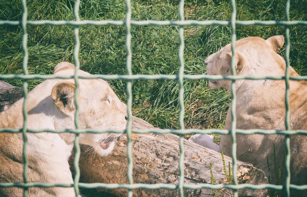 Львица за решеткой в зоопарке. Животные в плену — стоковое фото
