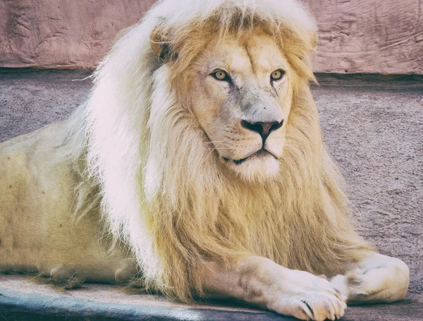 Άγριο λιοντάρι ποζάρει στο ζωολογικό κήπο. Ζώα σε αιχμαλωσία — Φωτογραφία Αρχείου