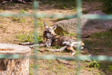 Vahşi köpekler hayvanat bahçesinde. Esaret hayvanlarda