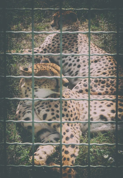 Tigres selvagens numa jaula no zoológico. Animais em cativeiro — Fotografia de Stock