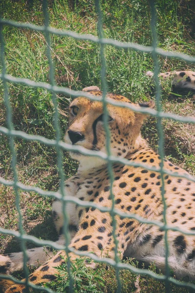 Tigres salvajes en una jaula en el zoológico. Animales en cautiverio —  Fotos de Stock