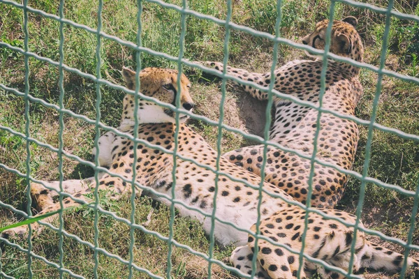 Άγρια Τίγρεις σε ένα κλουβί του στο ζωολογικό κήπο. Ζώα σε αιχμαλωσία — Φωτογραφία Αρχείου
