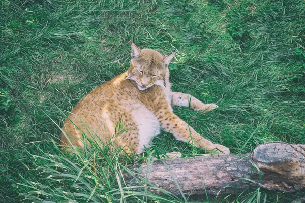 Lince selvatica allo zoo. Animali in cattività — Foto Stock