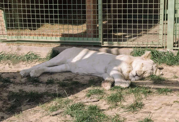 Белый тигр спит в зоопарке. Животные в плену — стоковое фото
