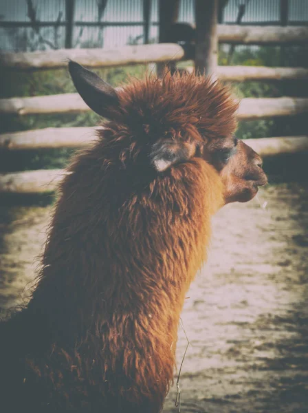 Un joven Lama en el zoológico. Animales en cautiverio — Foto de Stock