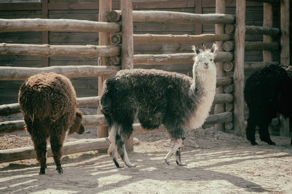 Un joven Lama en el zoológico. Animales en cautiverio — Foto de Stock