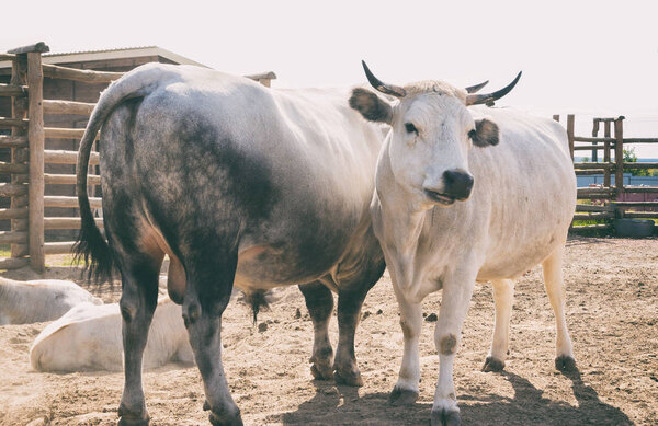 Корова и бык в зоопарке. Животные в плену
