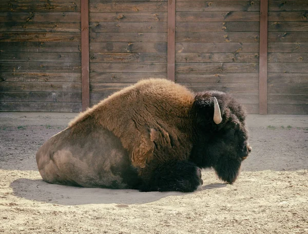 Viejo bisonte en el zoológico. Animales en cautiverio — Foto de Stock