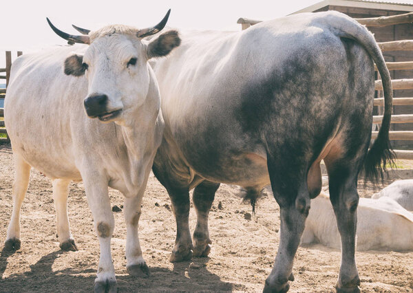 Корова и бык в зоопарке. Животные в плену
