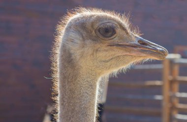 Vahşi devekuşu hayvanat bahçesinde. Esaret hayvanlarda