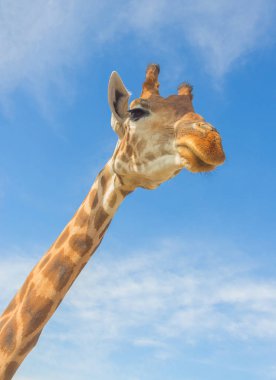 Hayvanat bahçesinde zürafa. Esaret hayvanlarda