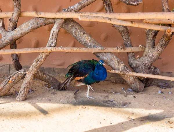 Wild peacock in a zoo — Stock Photo, Image