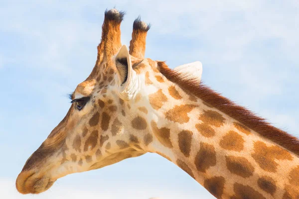 La gran jirafa en el zoológico. Animales en cautiverio — Foto de Stock