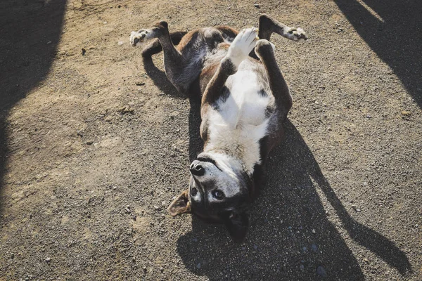 Yerde yatarken aşk isteyen köpek.