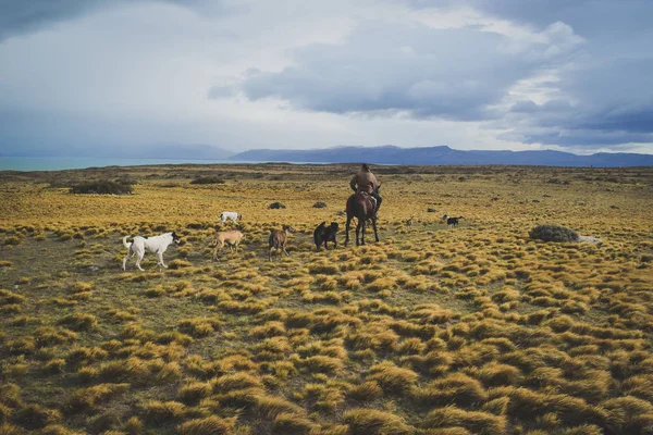 El Calafate, Arjantin: kişini Arjantinli Patagonya'da onun köpekleri ile