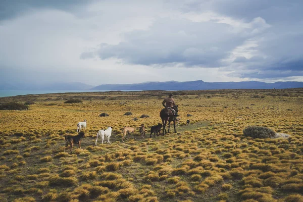 El Calafate, Arjantin: kişini Arjantinli Patagonya'da onun köpekleri ile