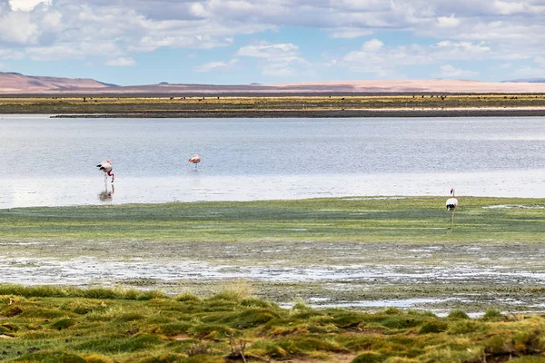 Şili, San Pedro de Atacama: Atacama Çölü