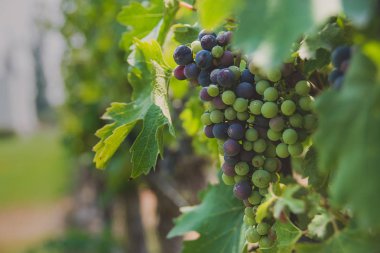 Şaraphane Santiago, Chile