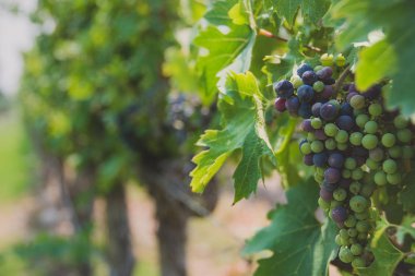 Şaraphane Santiago, Chile