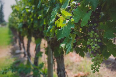 Şaraphane Santiago, Chile