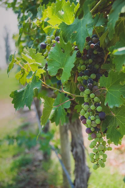 Winery in Santiago, Chile — Stock Photo, Image