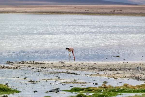 Laguna Colorada, Salar de Uyuni, Βολιβία — Φωτογραφία Αρχείου