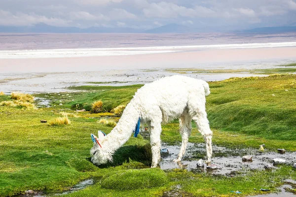 Şirin llamas Altiplano, Bolivya, Güney Amerika