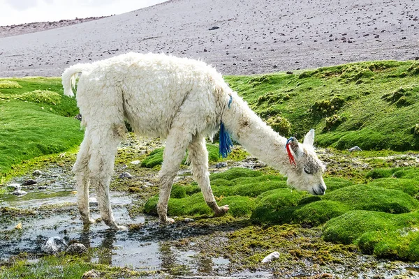 Şirin llamas Altiplano, Bolivya, Güney Amerika