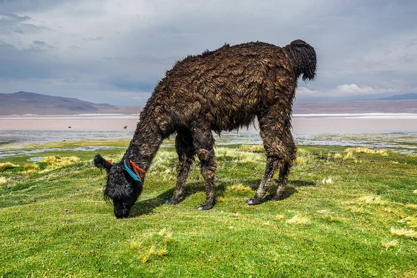 Şirin llamas Altiplano, Bolivya, Güney Amerika