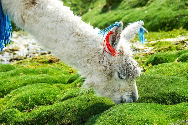 Şirin llamas Altiplano, Bolivya, Güney Amerika