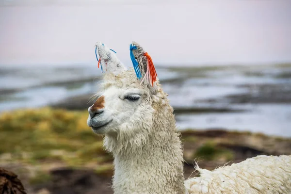 Şirin llamas Altiplano, Bolivya, Güney Amerika