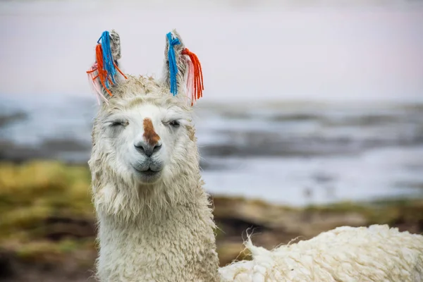 Llamas bonitos de Altiplano, Bolívia, América do Sul — Fotografia de Stock