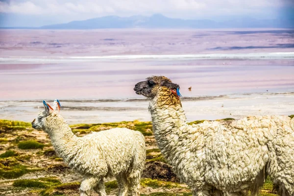 Şirin llamas Altiplano, Bolivya, Güney Amerika