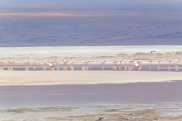 Laguna Colorada, Salar de Uyuni, Bolivya