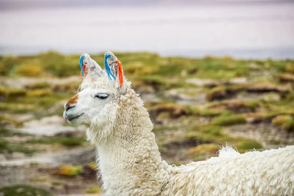 Şirin llamas Altiplano, Bolivya, Güney Amerika