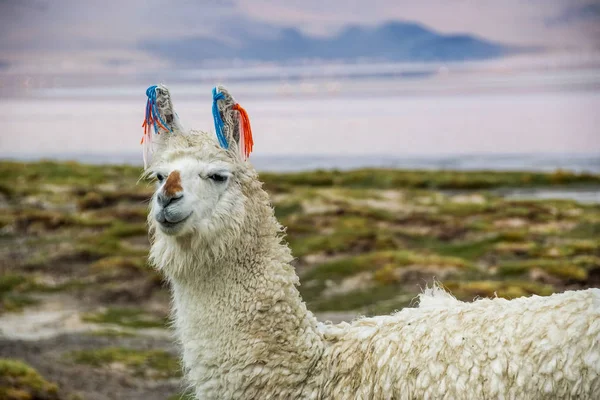 Şirin llamas Altiplano, Bolivya, Güney Amerika
