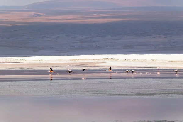 Laguna Colorada, Salar de Uyuni, Bolivya