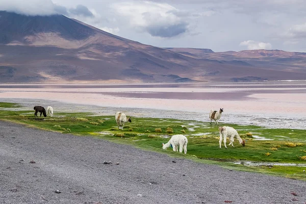 Şirin llamas Altiplano, Bolivya, Güney Amerika