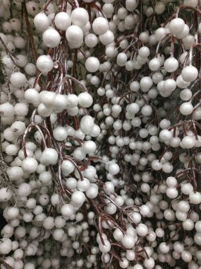 Noel arkaplan ağacı, kırmızı böğürtlen, arka plan. Kış tatili teması. - Mutlu yıllar. Mesaj için yer var. Kar etkisi.