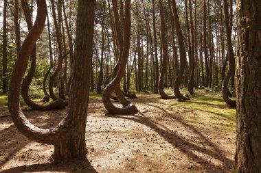 Crooked Forest in Nowe Czaernowo , Poland clipart