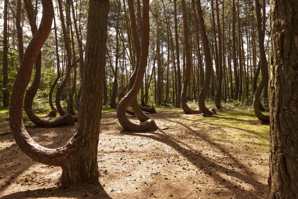 Forêt tordue à Nowe Czaernowo, Pologne — Photo