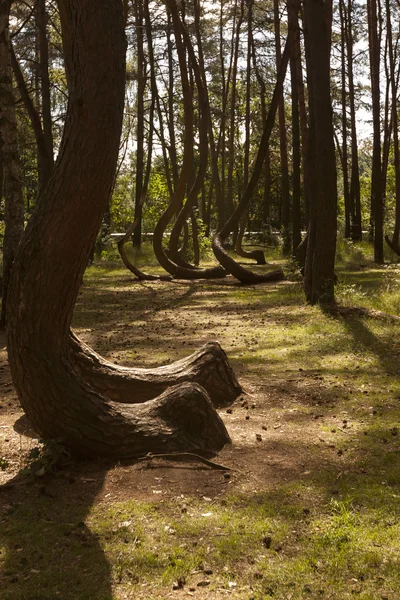 Krzywy las w Nowe Czaernowo, Polska — Zdjęcie stockowe