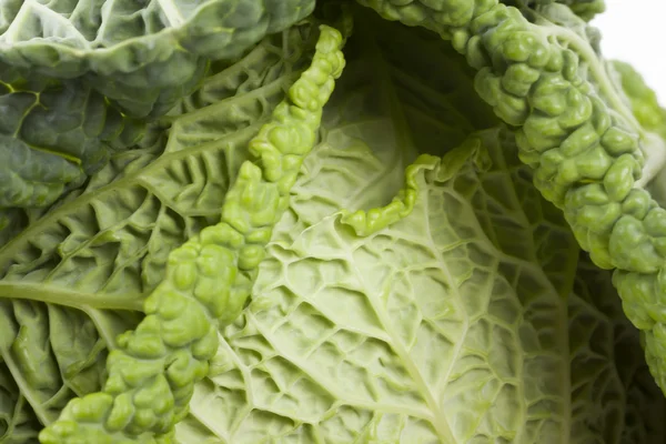 Photo of savoy cabbage — Stock Photo, Image