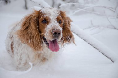 Köpek, kış ormanının ortasında, derin, gevşek karın içinde duruyor.