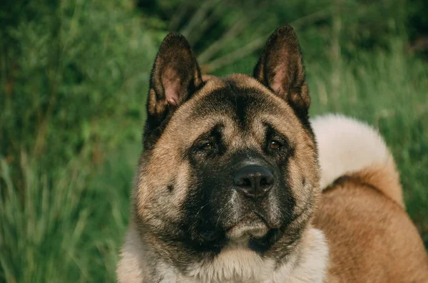 Porträtt Stor Hund Amerikansk Akita Ras — Stockfoto