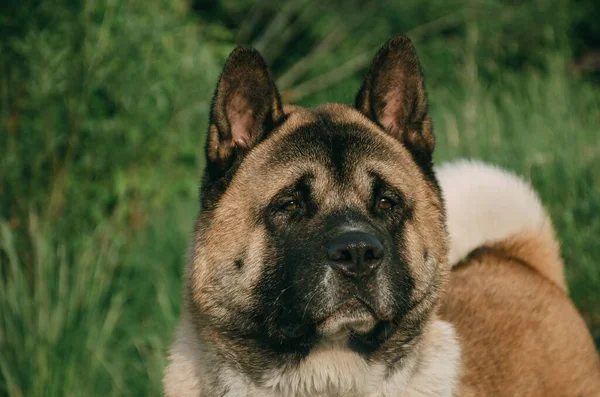 Portret Dużego Psa Rasa Amerykańska Akita — Zdjęcie stockowe